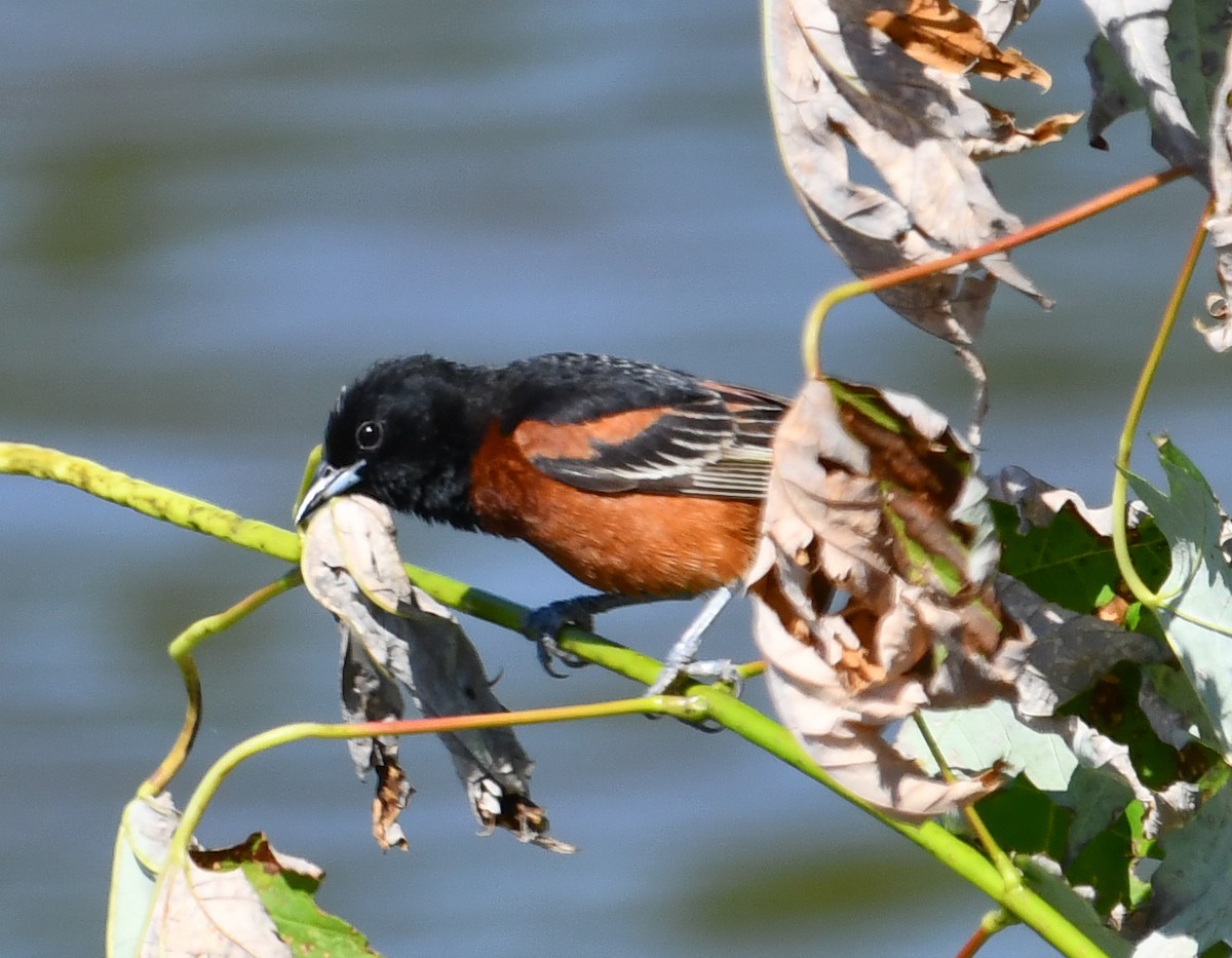 Orchard Oriole - ML619843283