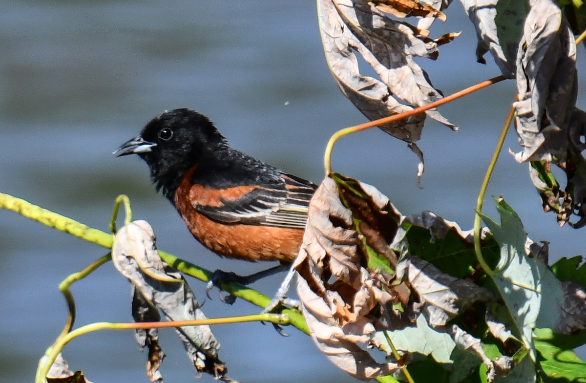 Orchard Oriole - ML619843284