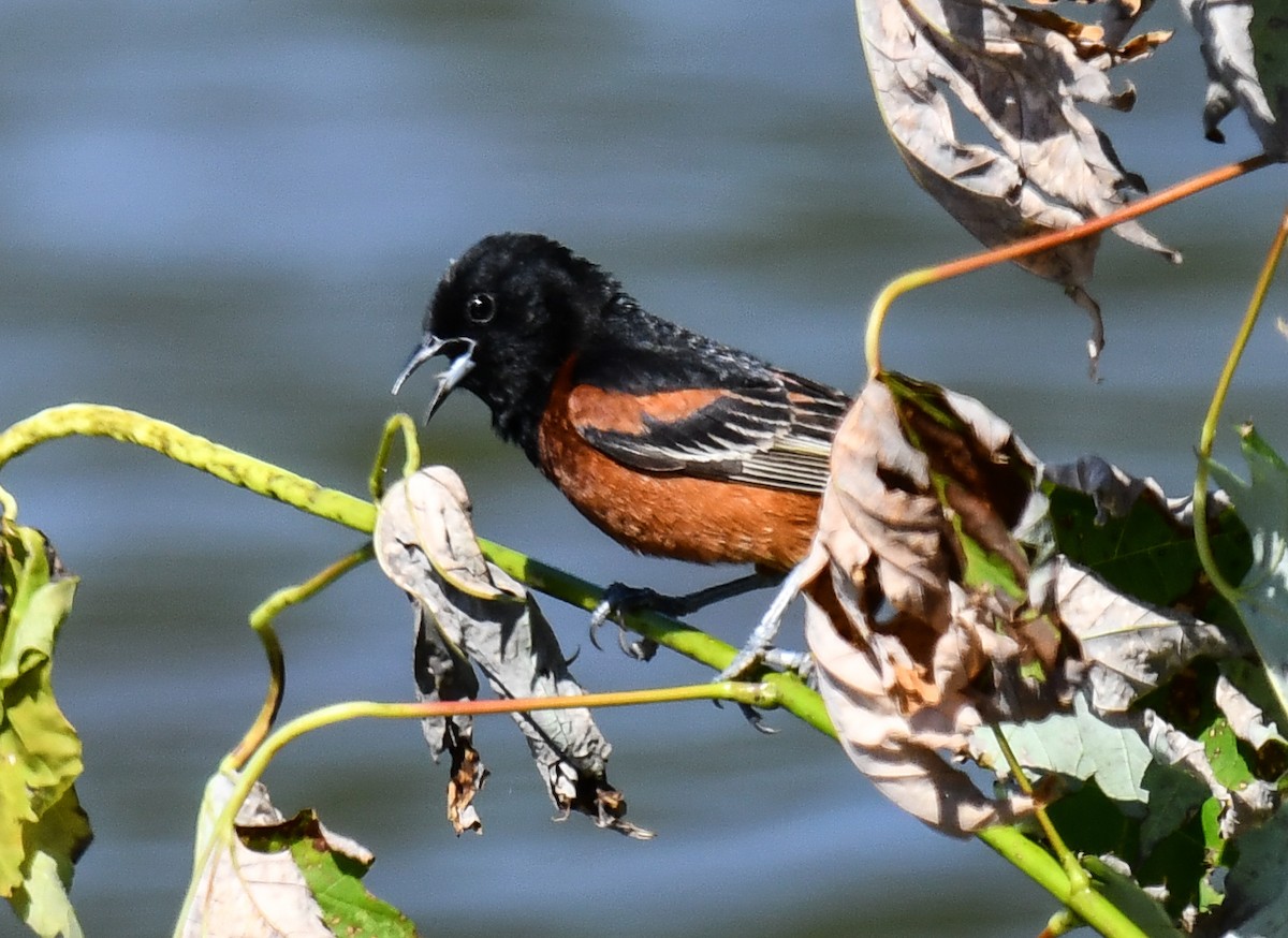 Orchard Oriole - ML619843285