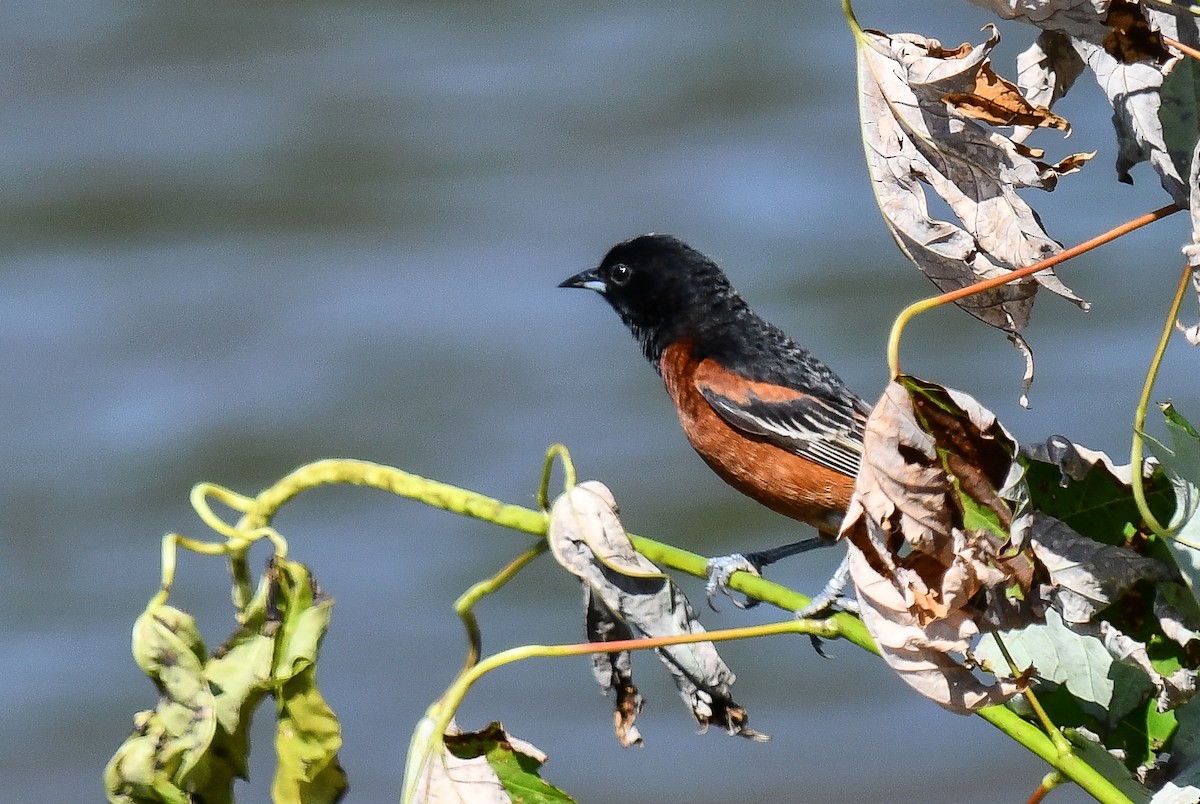 Orchard Oriole - ML619843286