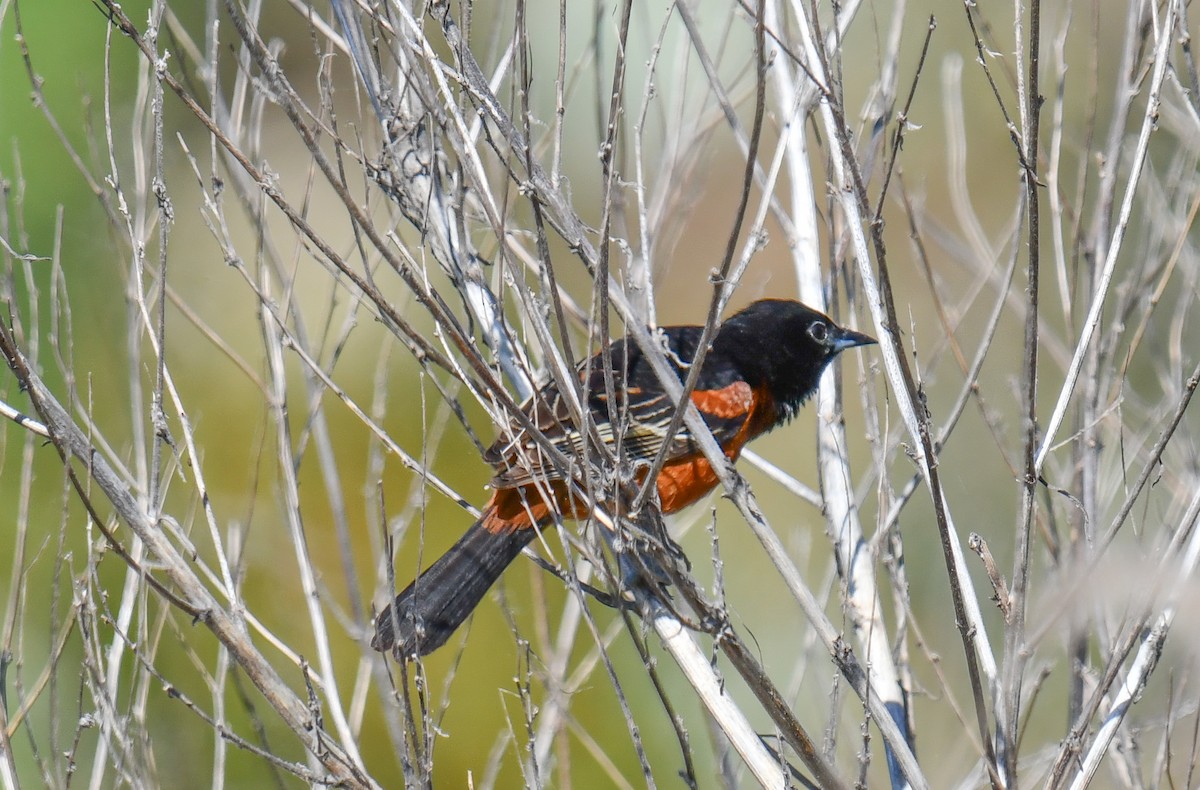 Orchard Oriole - ML619843287