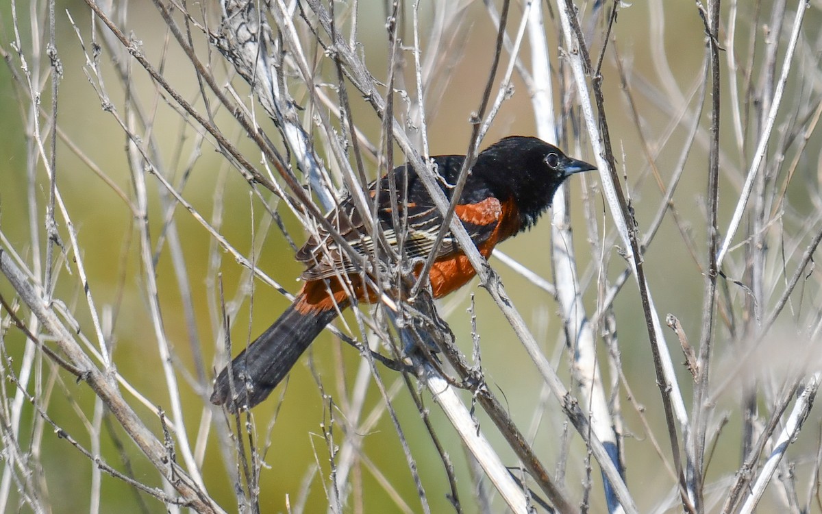 Orchard Oriole - ML619843288