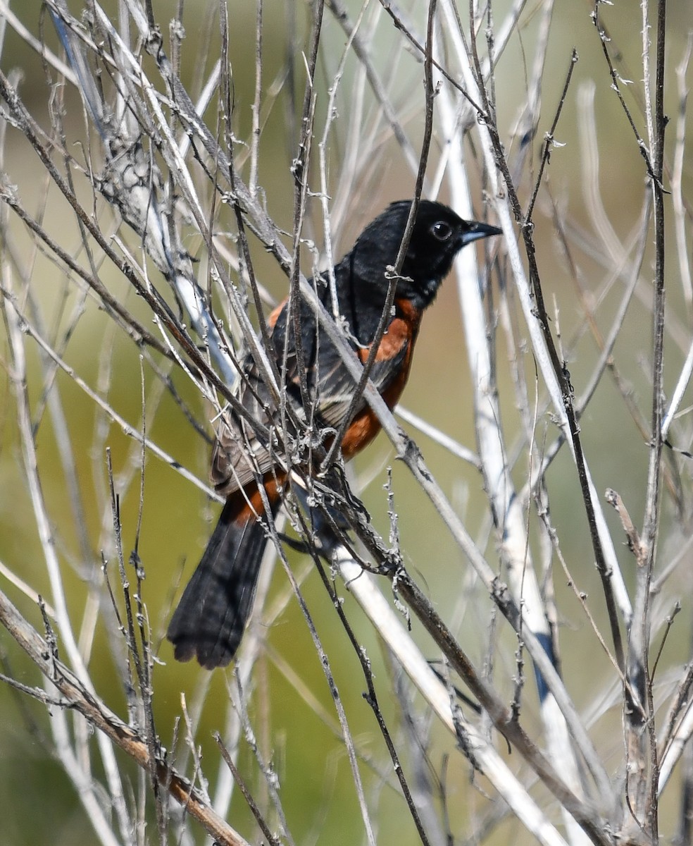Orchard Oriole - ML619843289