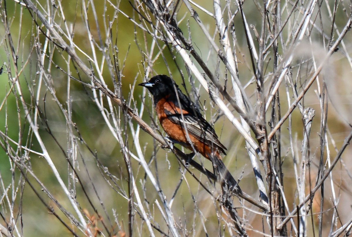 Orchard Oriole - ML619843291