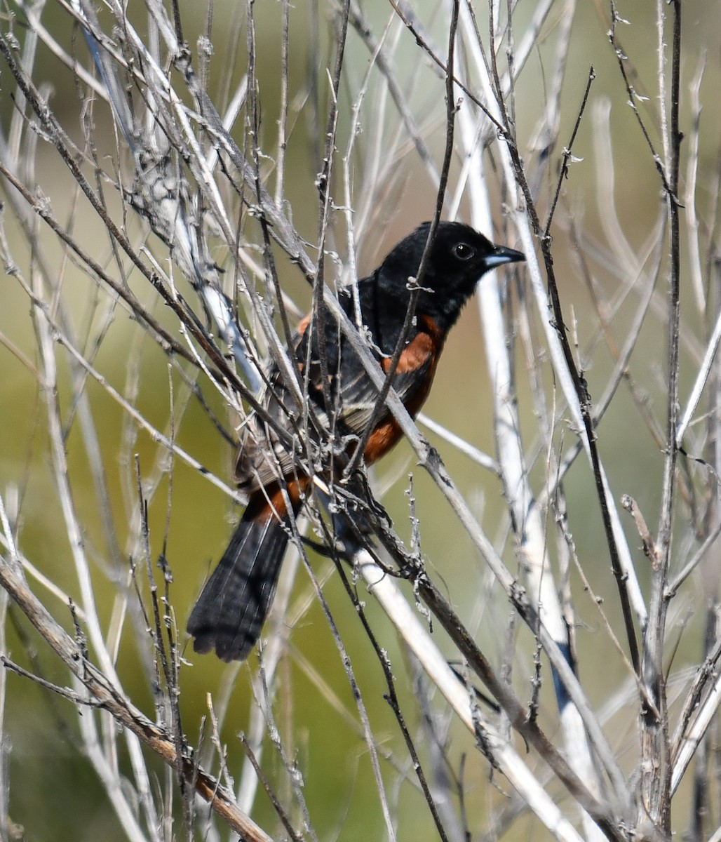 Orchard Oriole - ML619843292