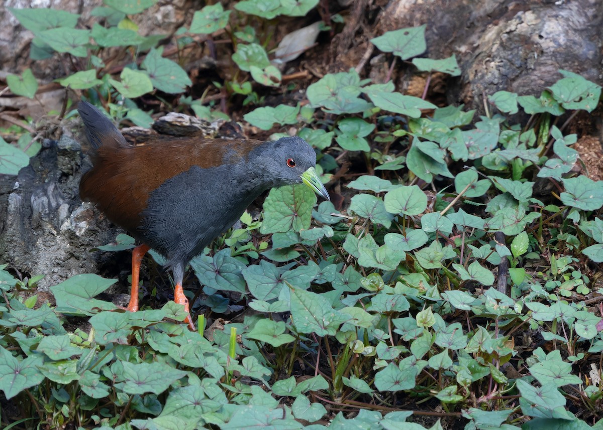 Polluela Bicolor - ML619843307