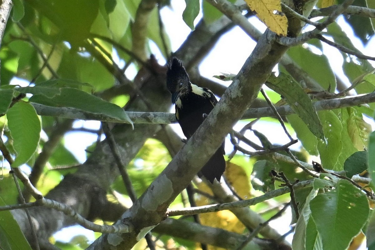 Black-and-buff Woodpecker - ML619843339