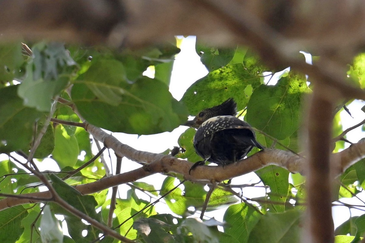 Black-and-buff Woodpecker - ML619843340
