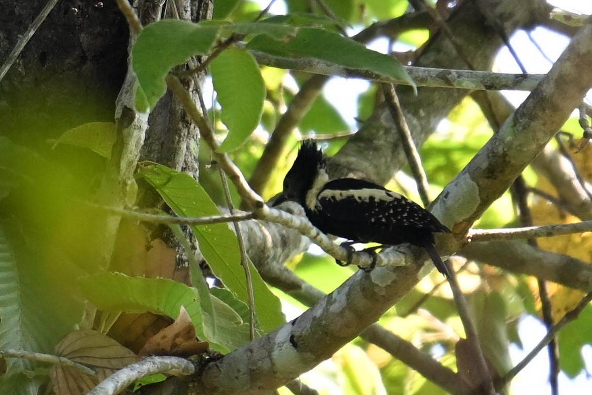 Black-and-buff Woodpecker - ML619843341