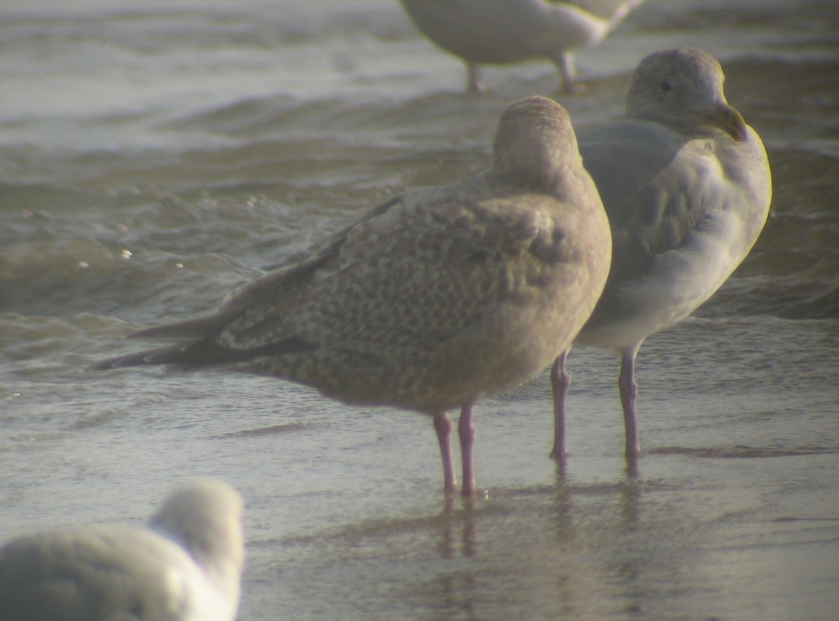 Iceland Gull (Thayer's) - ML619843381