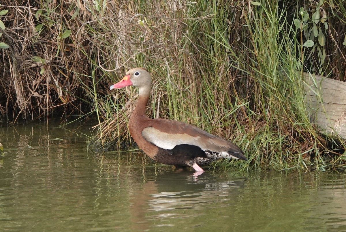 Dendrocygne à ventre noir - ML619843385