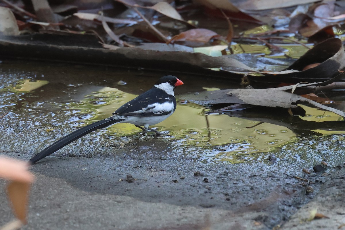 Pin-tailed Whydah - ML619843402