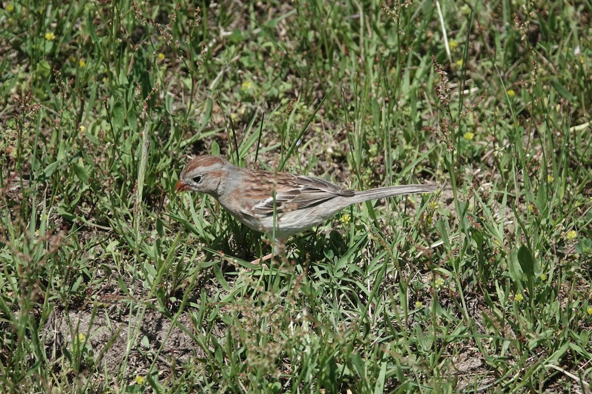Field Sparrow - ML619843403