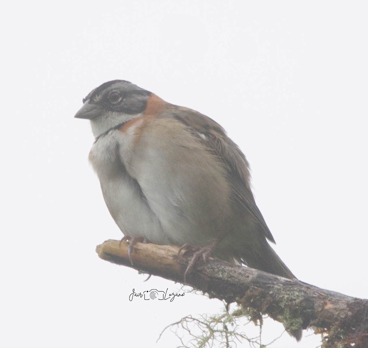 Rufous-collared Sparrow - ML619843459