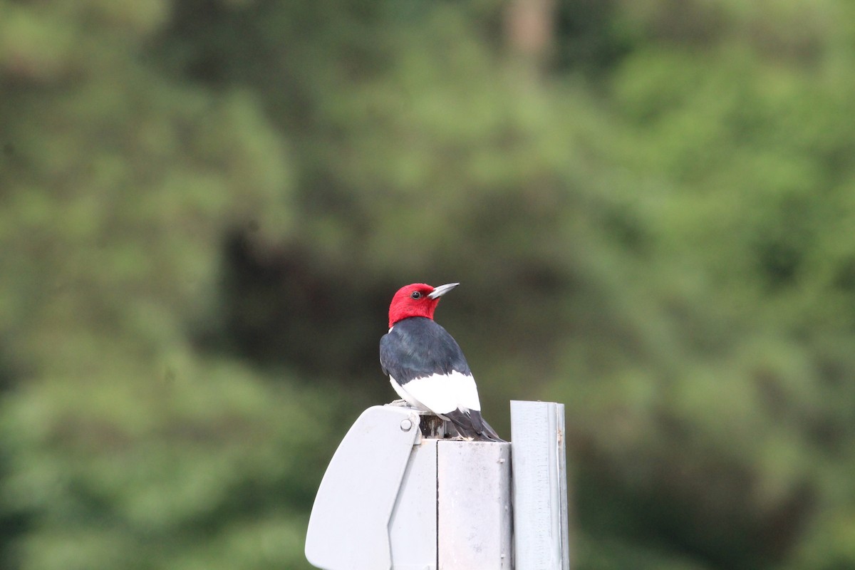 Red-headed Woodpecker - ML619843470