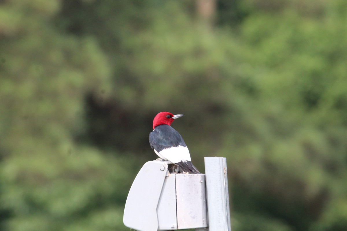 Red-headed Woodpecker - ML619843471