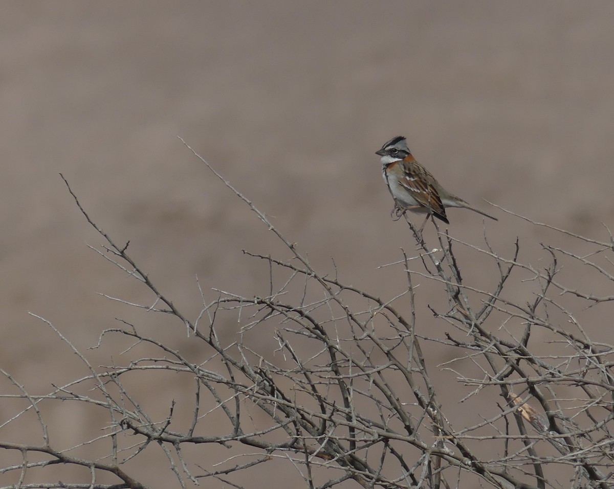 Rufous-collared Sparrow - ML619843494
