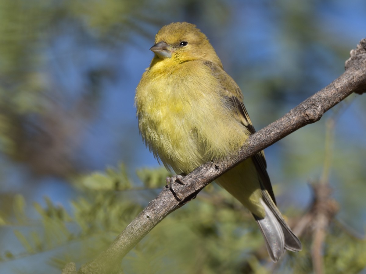 Lesser Goldfinch - ML619843503