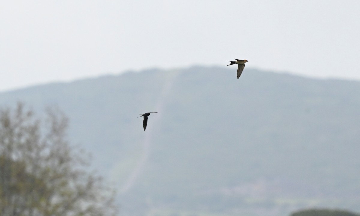 Red-rumped Swallow - ML619843510