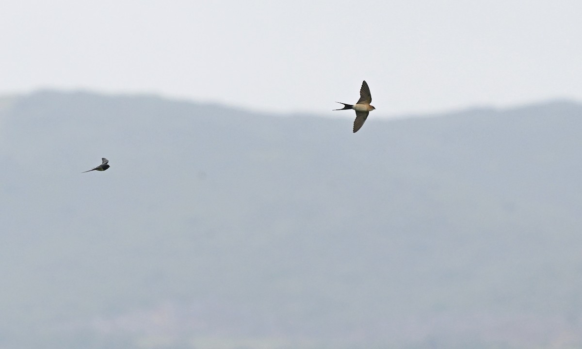 Red-rumped Swallow - ML619843511