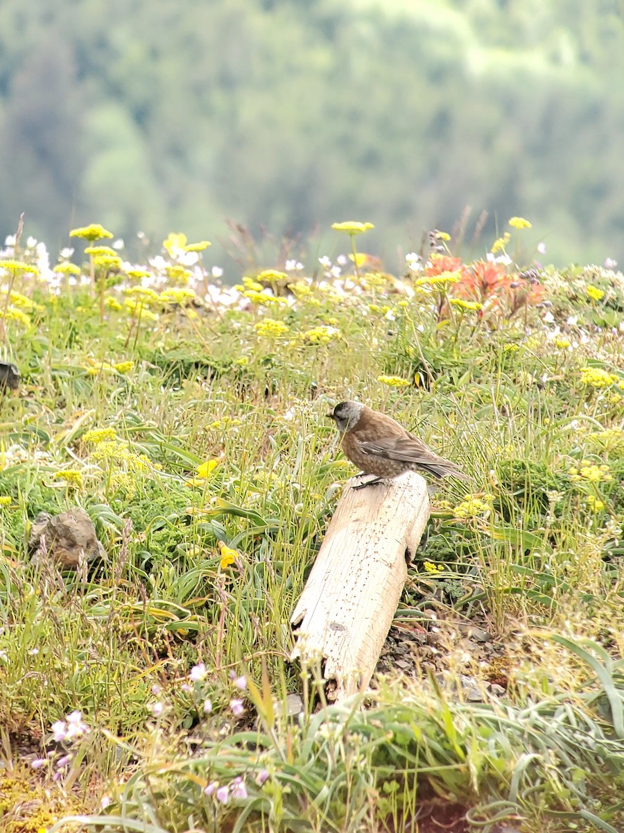 Schwarzstirn-Schneegimpel (littoralis) - ML619843517