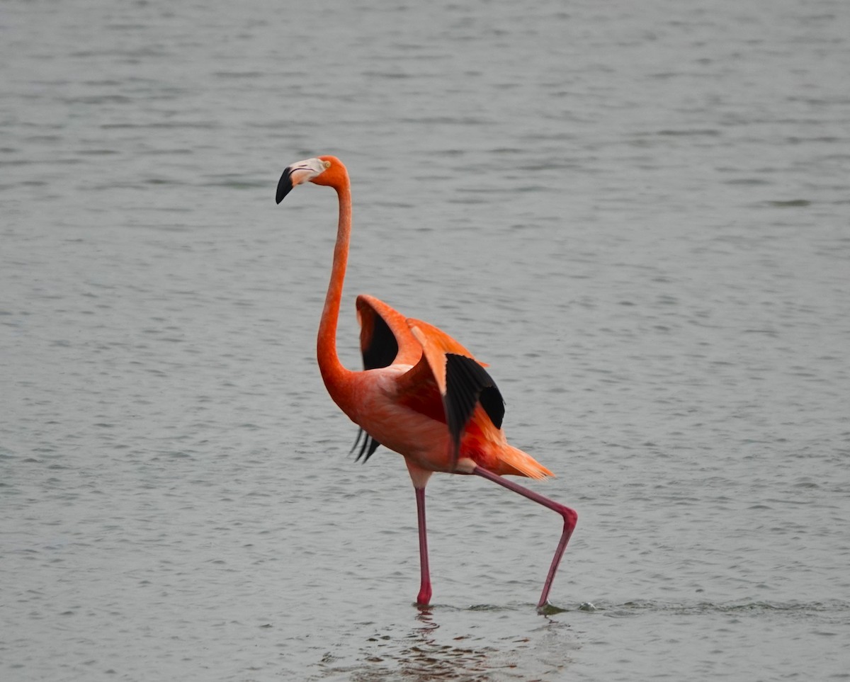 American Flamingo - ML619843521