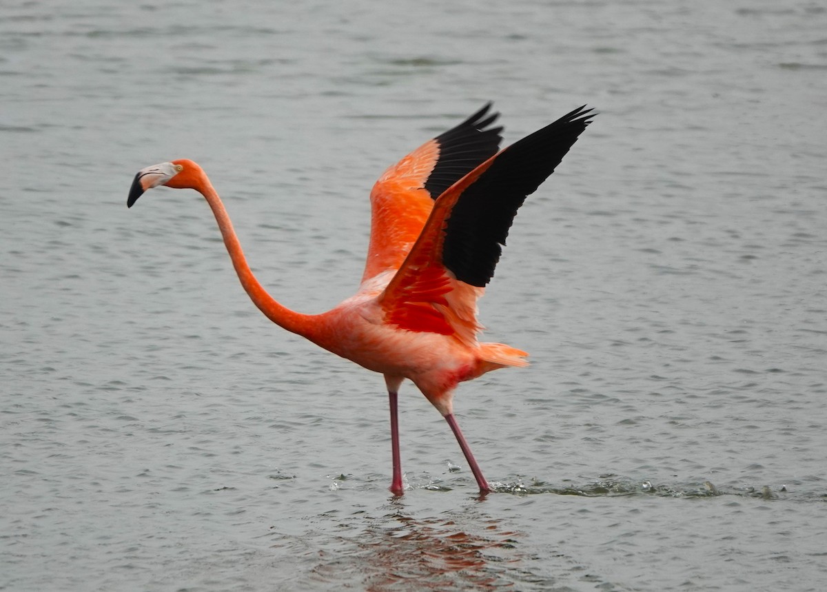 American Flamingo - BettySue Dunn