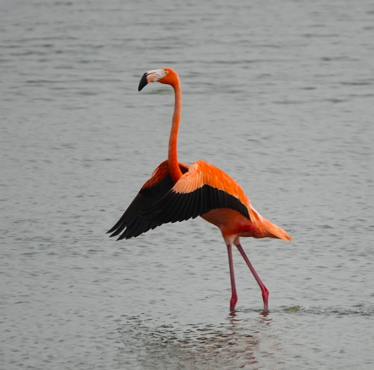 American Flamingo - ML619843524