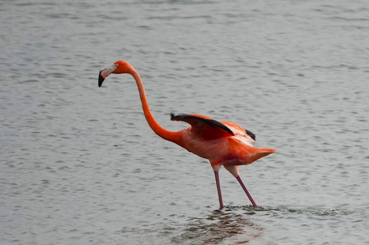 American Flamingo - ML619843526