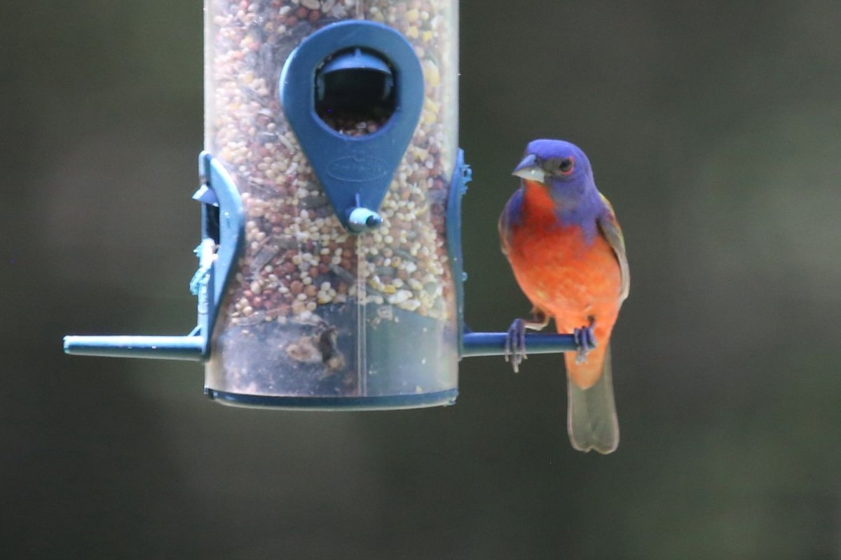 Painted Bunting - ML619843533