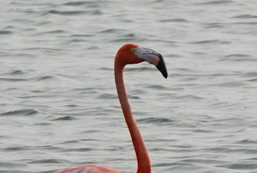 American Flamingo - ML619843550