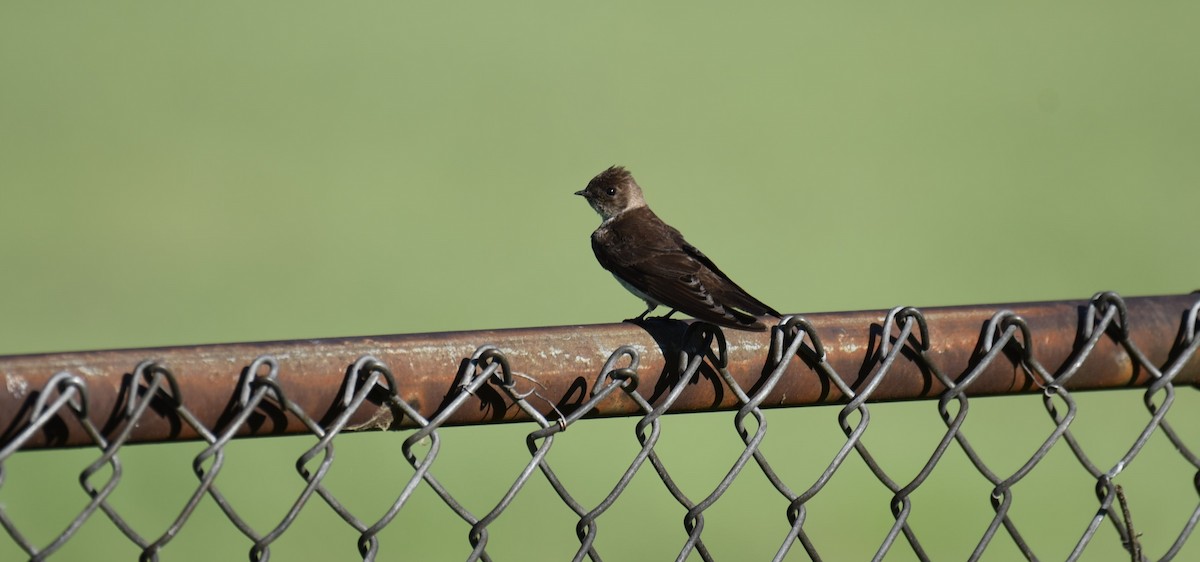Northern Rough-winged Swallow - ML619843551