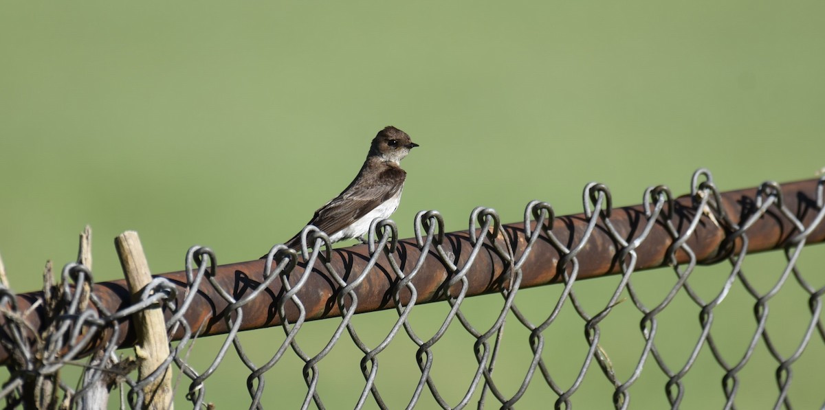Northern Rough-winged Swallow - ML619843552