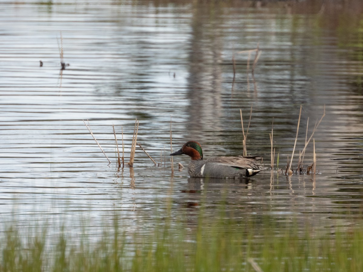 Green-winged Teal - ML619843555