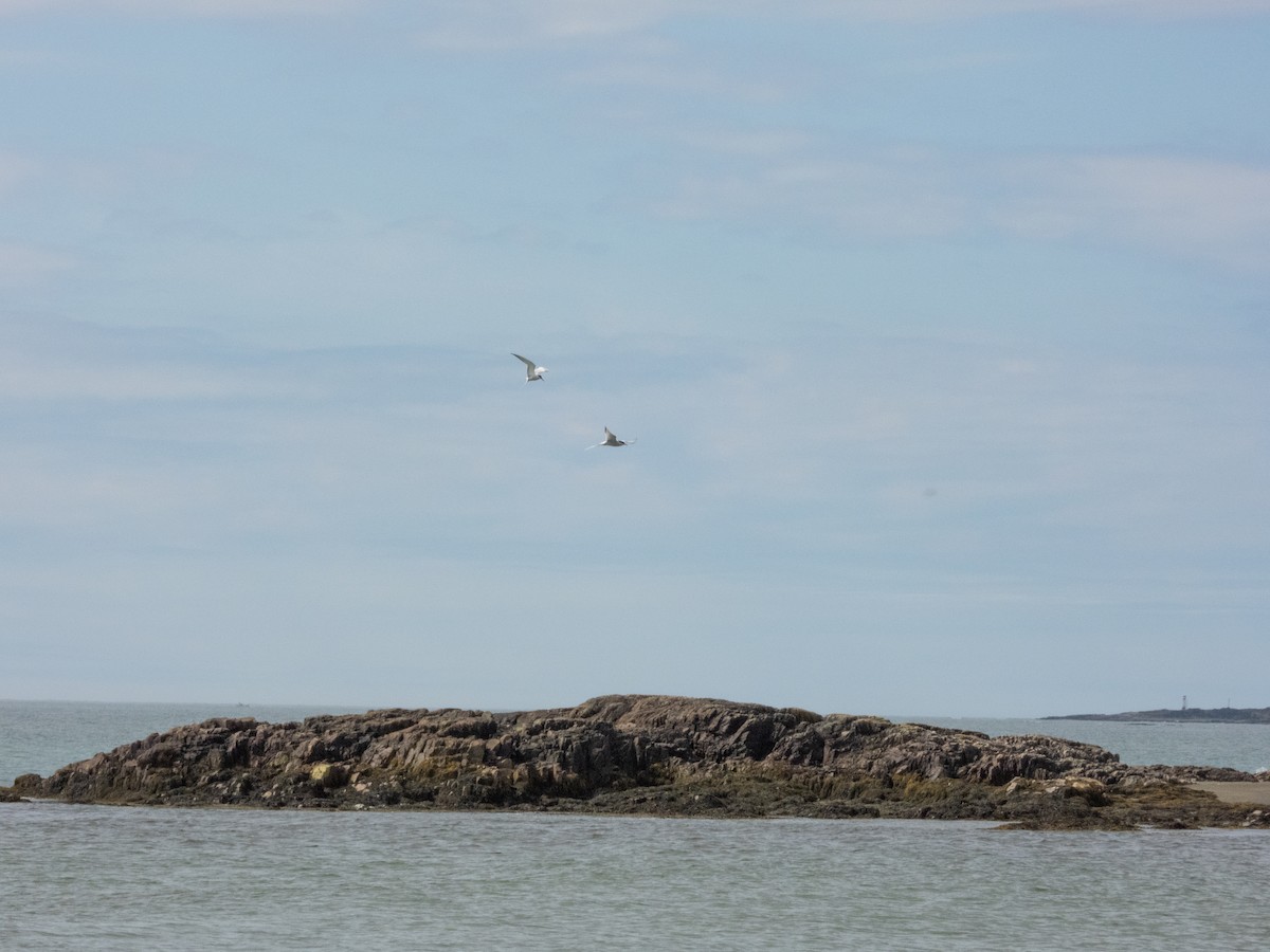 Common Tern - Patrick Kramer