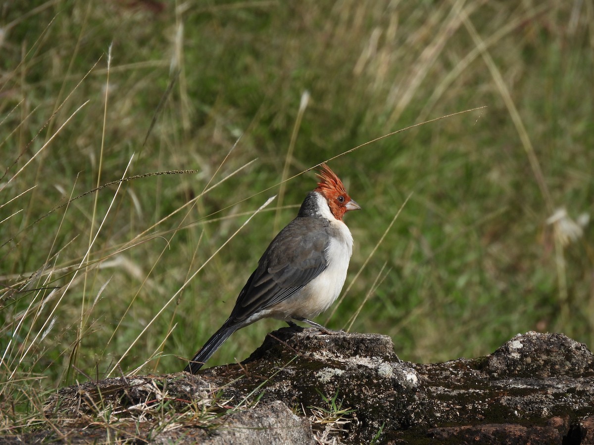 Red-crested Cardinal - ML619843578