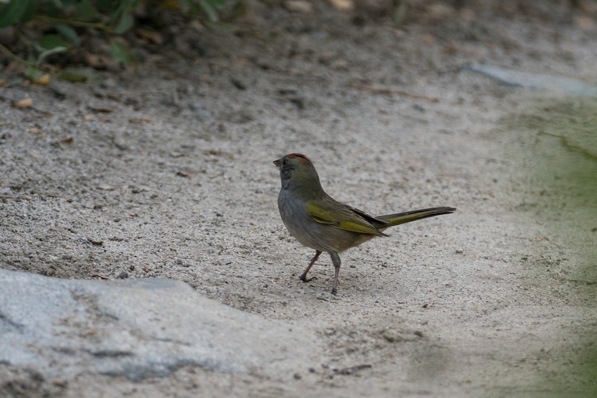 Green-tailed Towhee - ML619843600