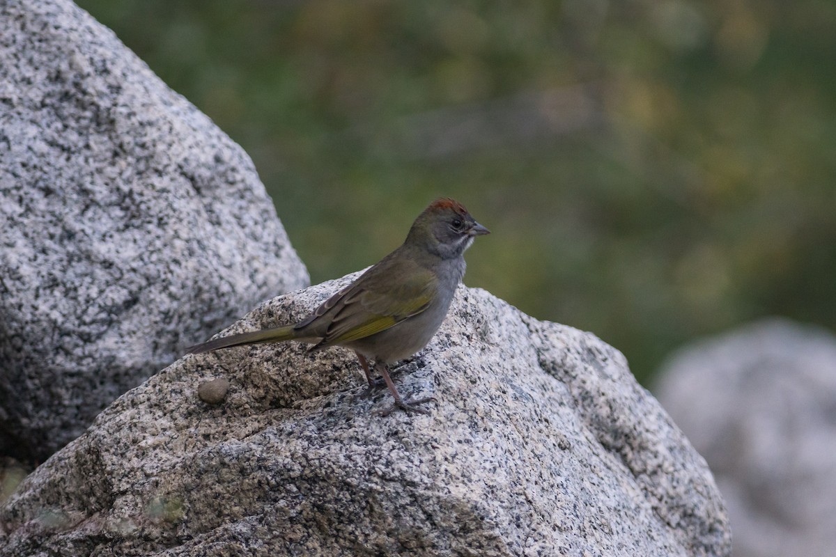 Green-tailed Towhee - ML619843601