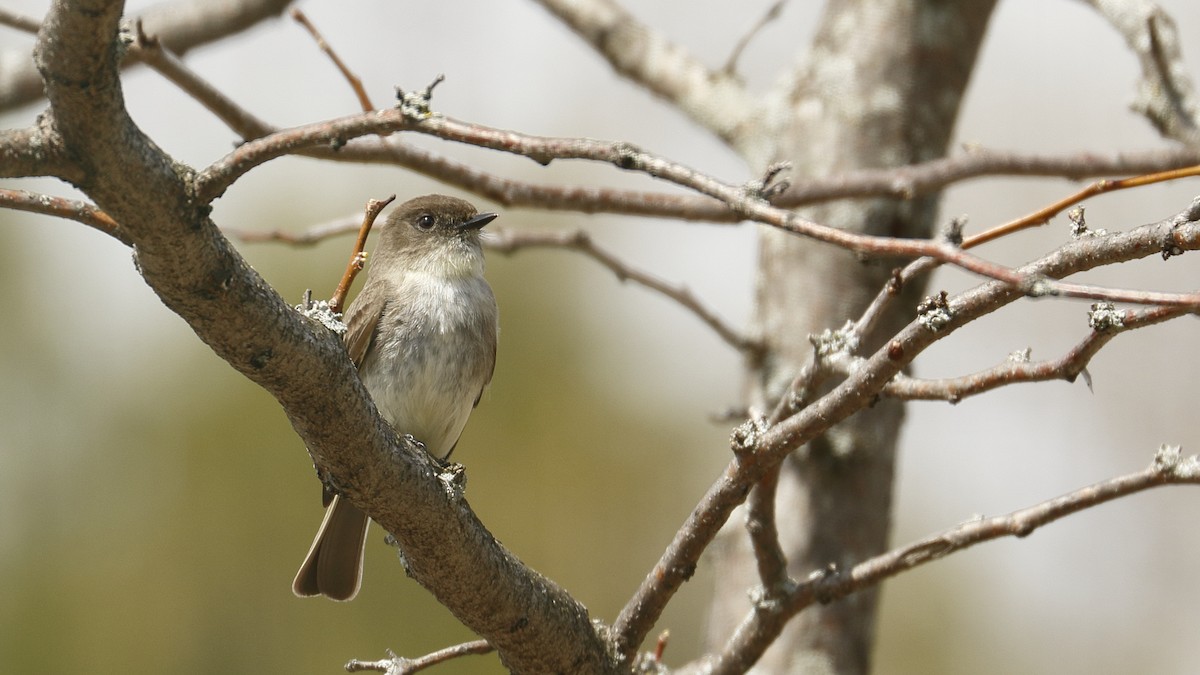 Eastern Phoebe - ML619843603