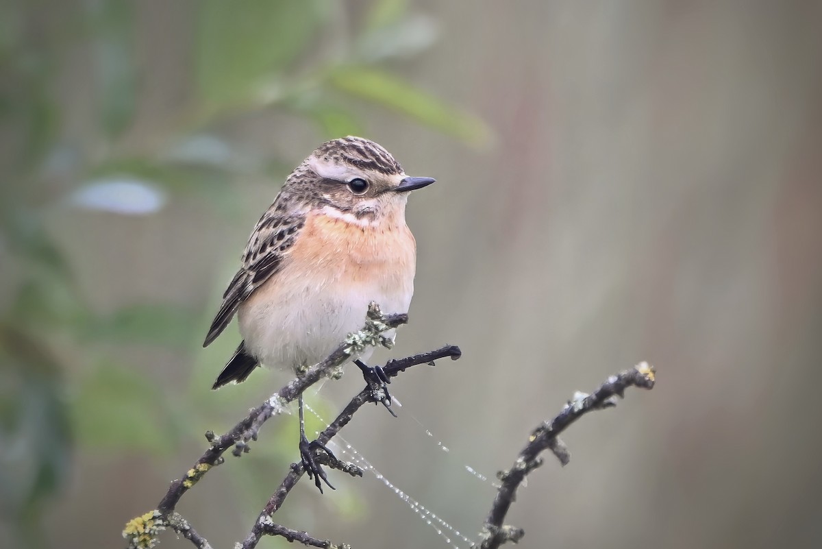 Whinchat - ML619843609