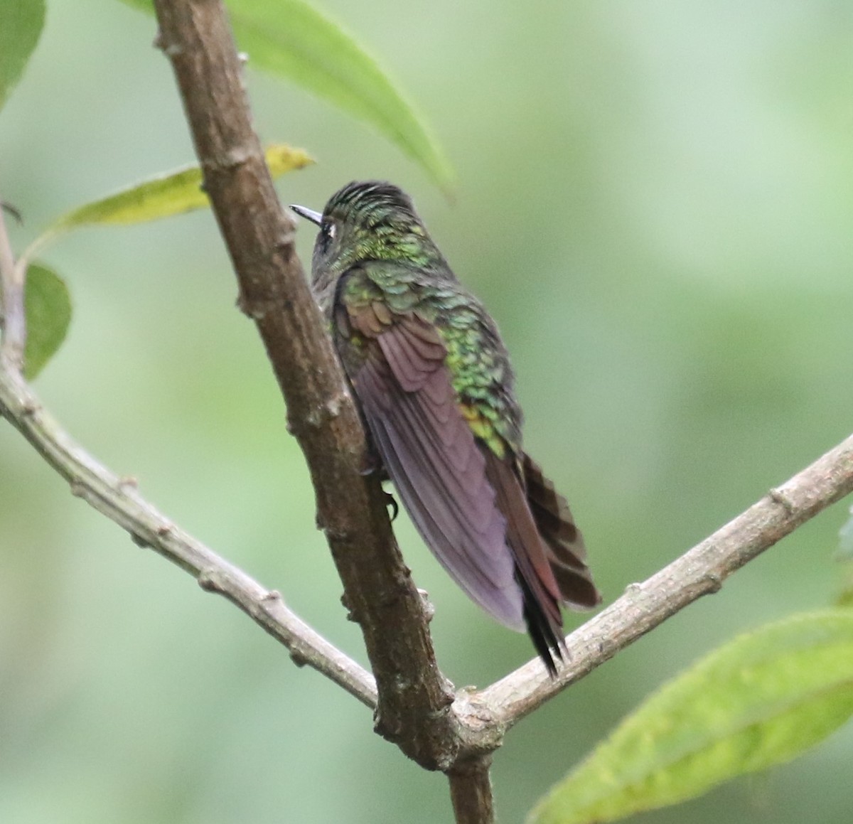 kolibřík dřišťálový (ssp. tyrianthina/quitensis) - ML619843620