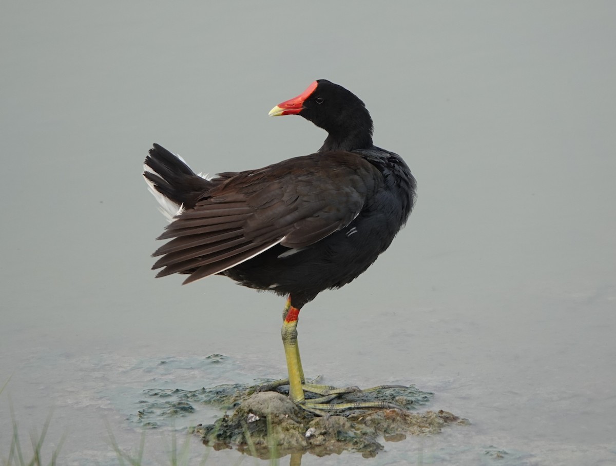 Common Gallinule - ML619843630