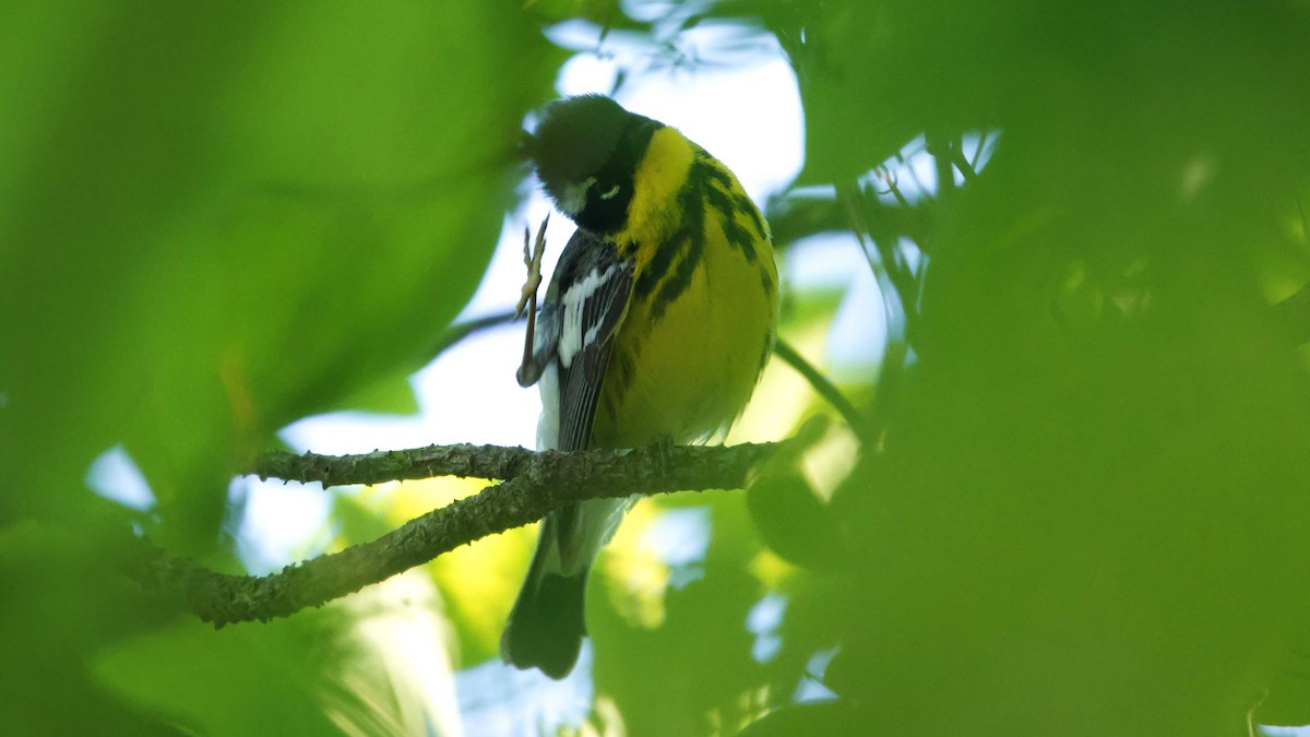 Magnolia Warbler - ML619843639