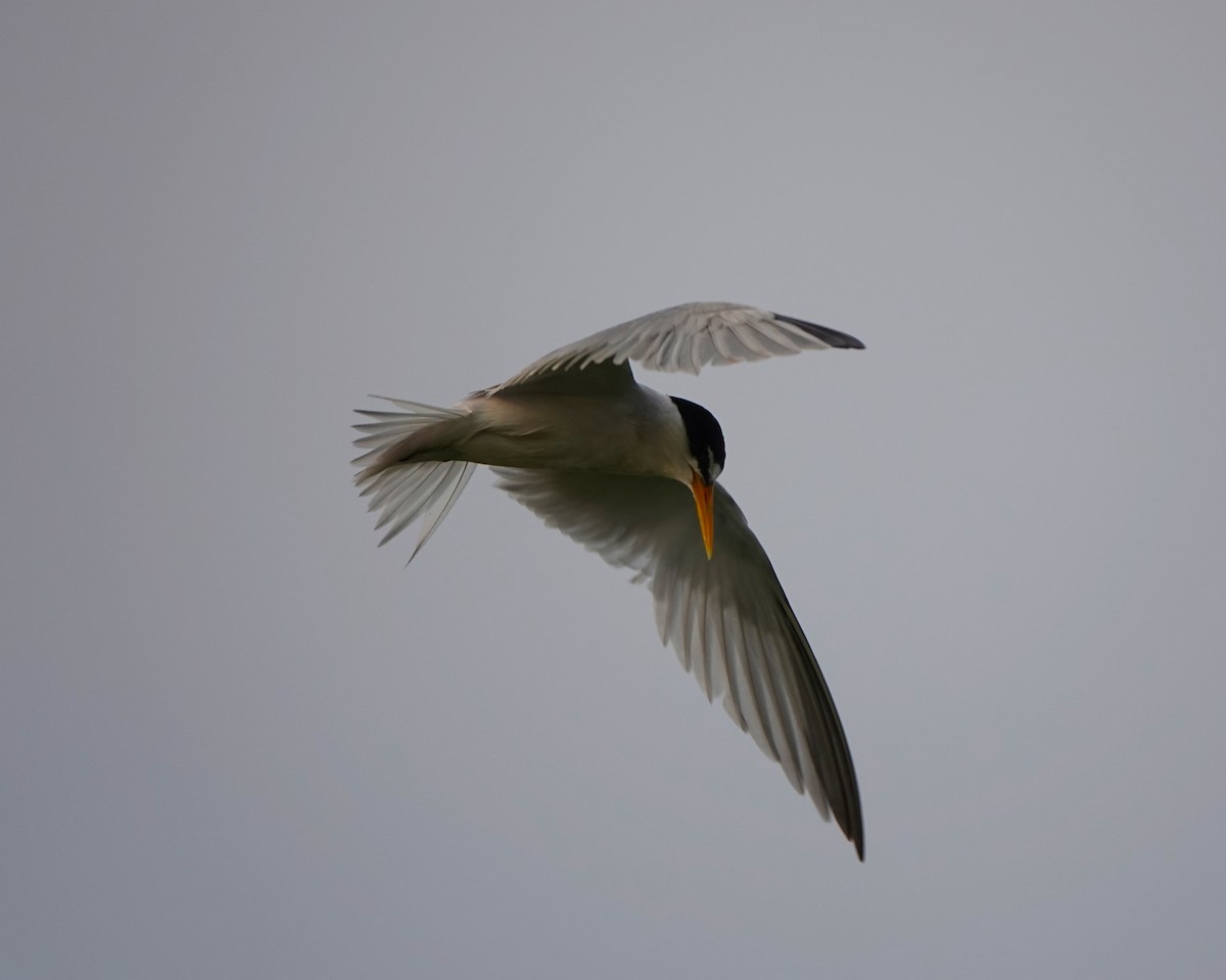 Least Tern - BettySue Dunn