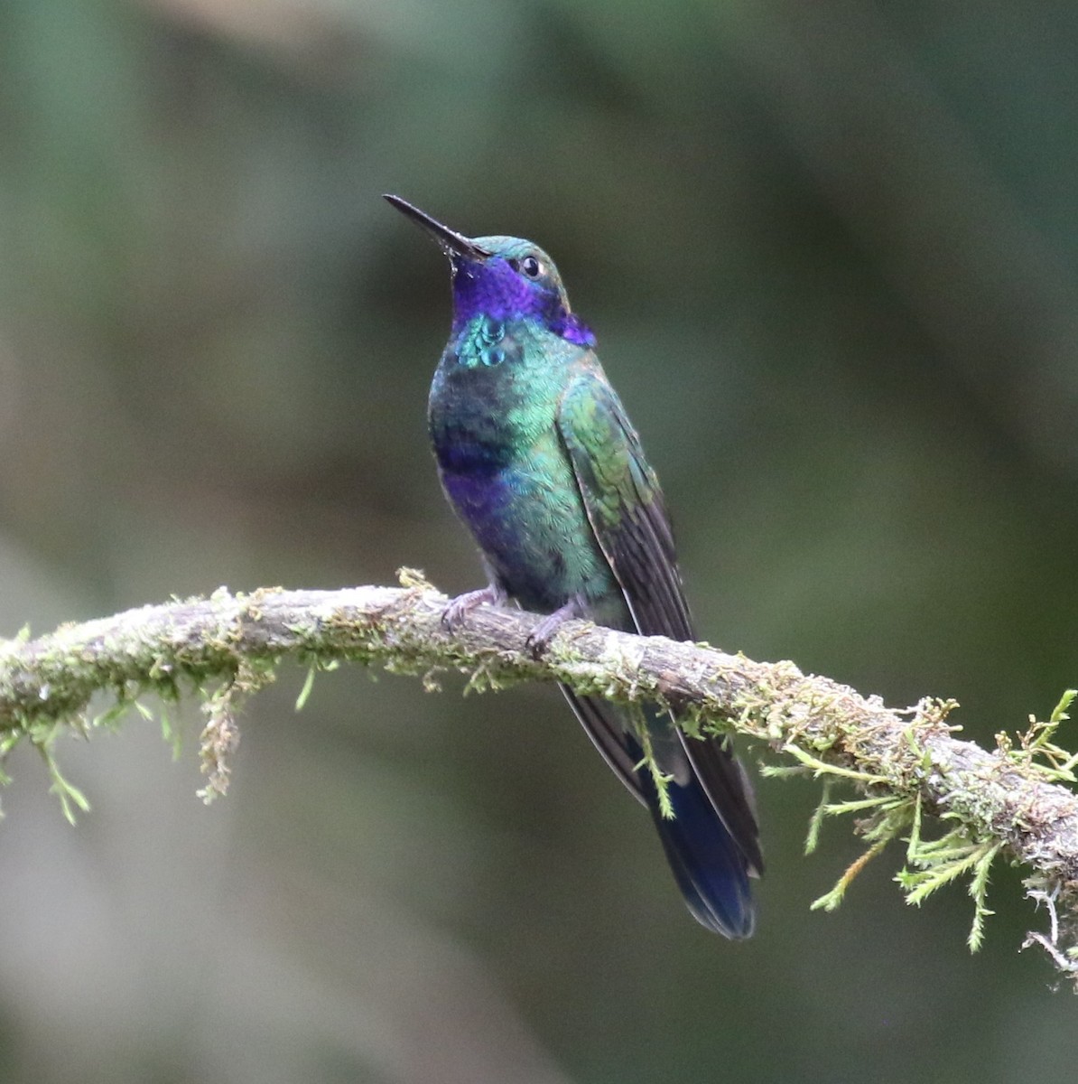 kolibřík modrolící - ML619843664
