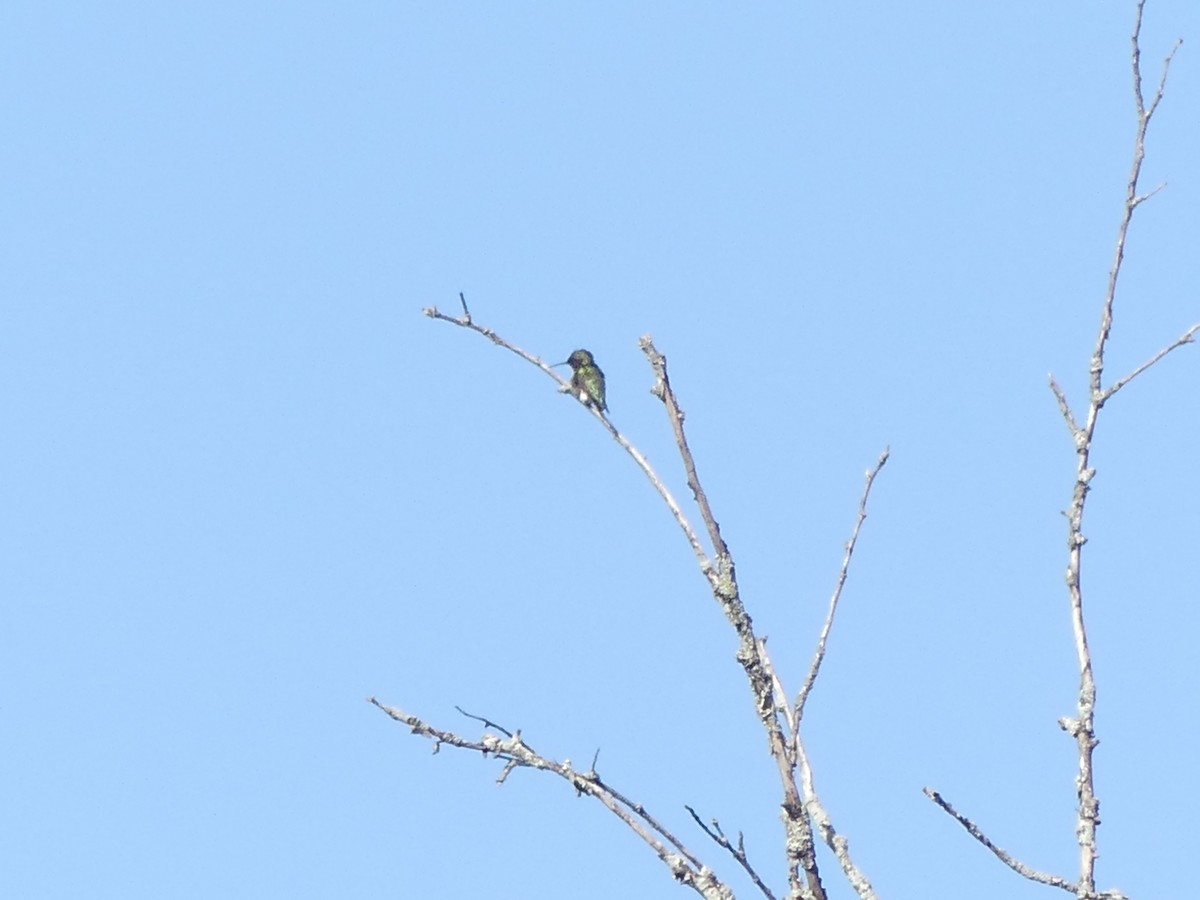 Colibri à gorge rubis - ML619843675