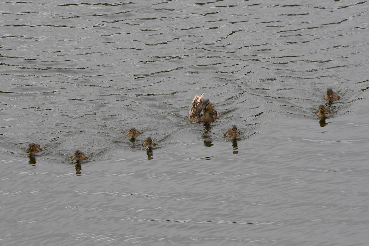 Mallard - ML619843681