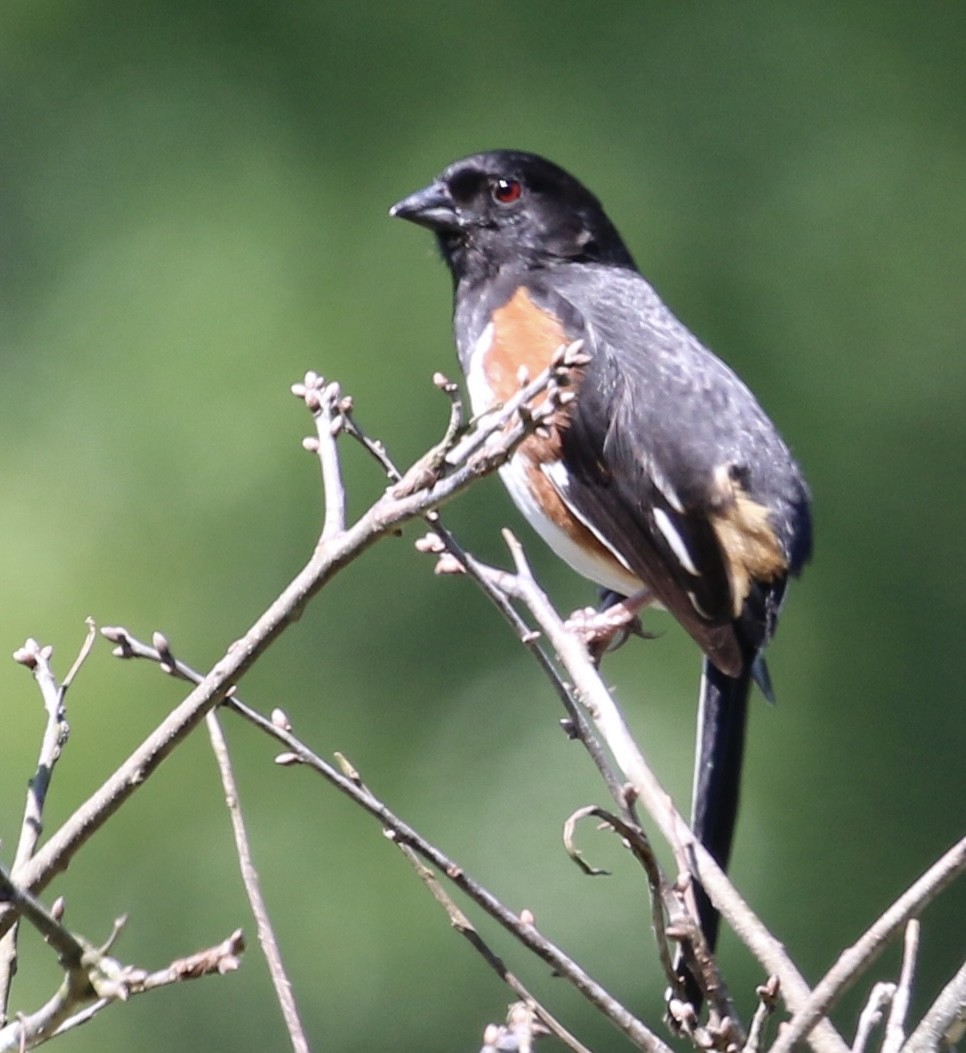 Eastern Towhee - ML619843687