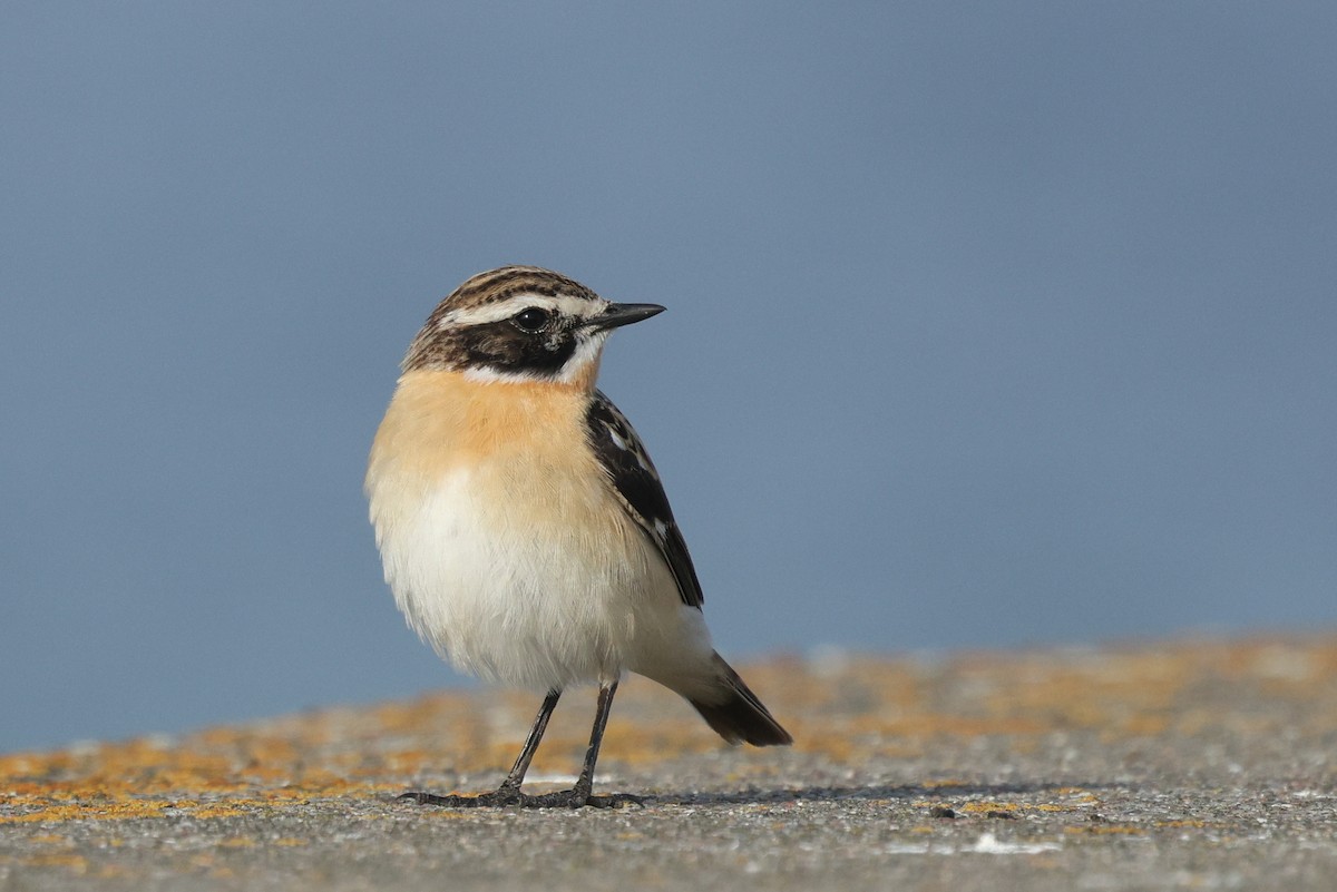 Whinchat - ML619843689