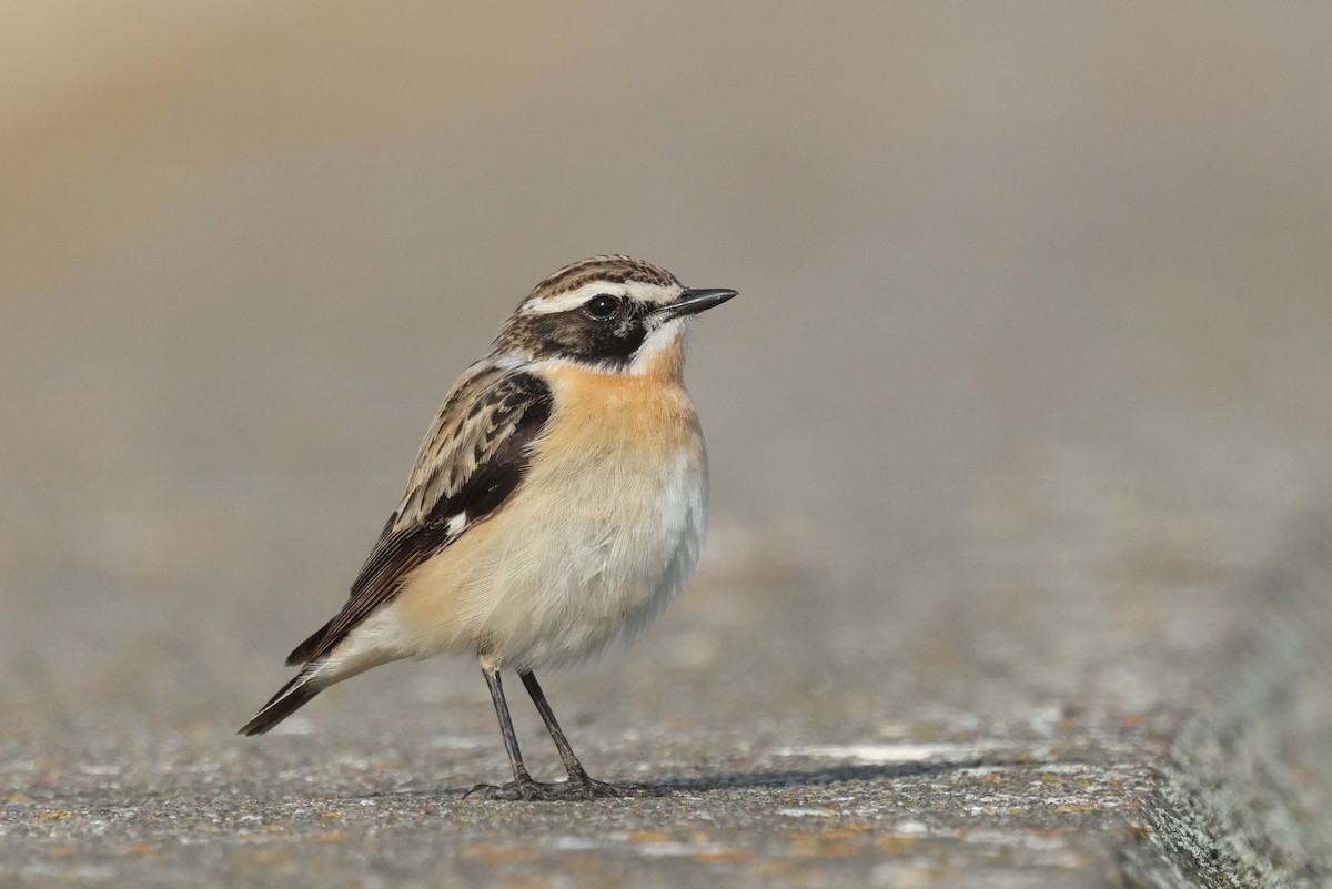 Whinchat - ML619843694